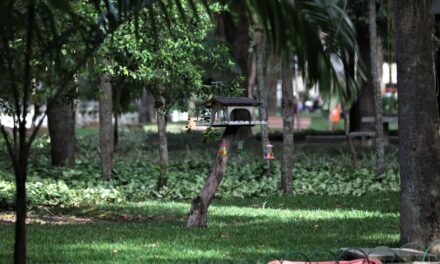 Campo de São Bento totalmente aberto no sábado