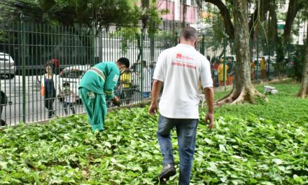 Campo de São Bento sem substância venenosa