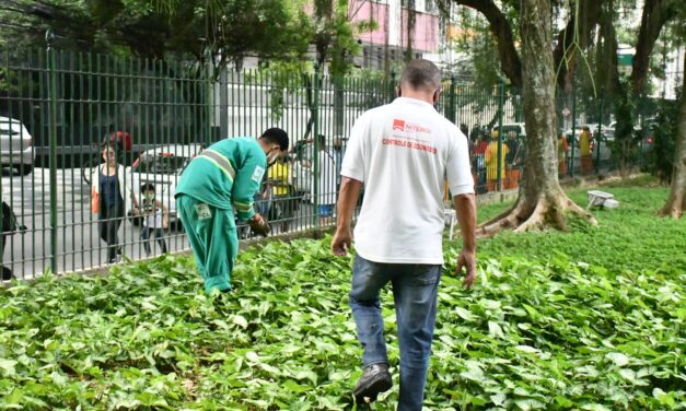 Campo de São Bento sem substância venenosa