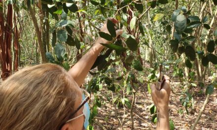 Pesquisadores da UFF fazem diagnóstico da flora da Ilha do Pontal em parceria com a Prefeitura de Niterói