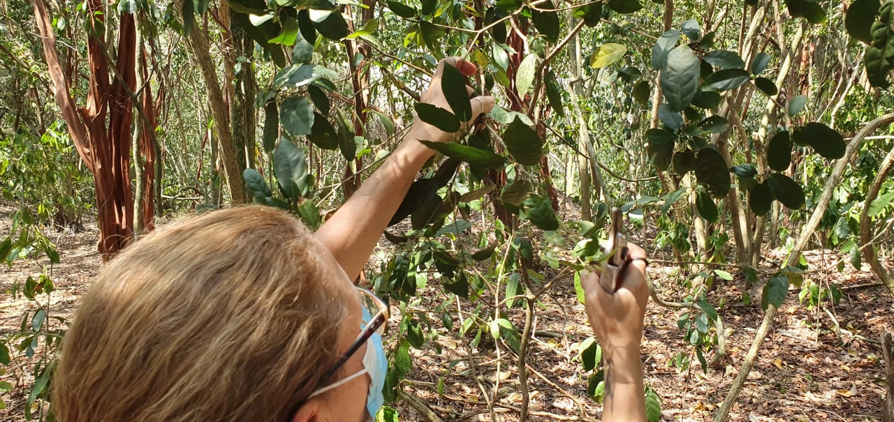 Pesquisadores da UFF fazem diagnóstico da flora da Ilha do Pontal em parceria com a Prefeitura de Niterói