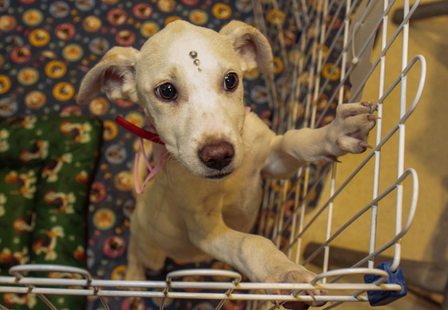 Procriação e venda de cães e gatos será mais controlada no RJ