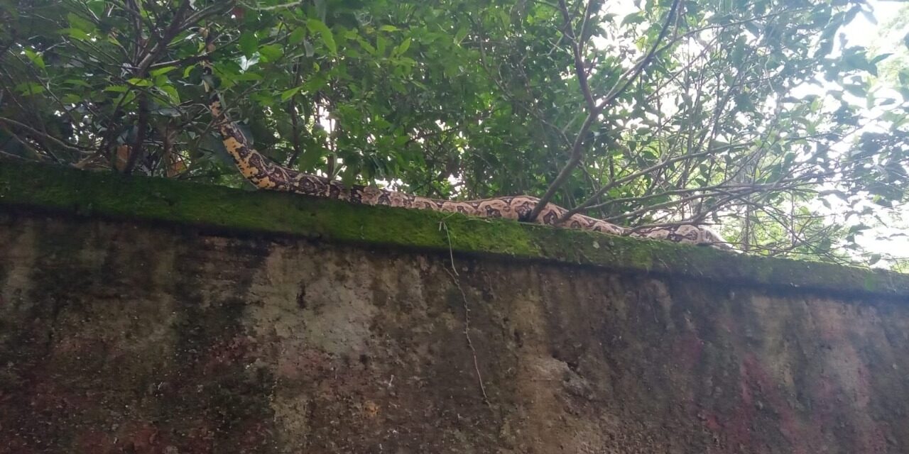 Cobra de 3 metros é resgatada por guardas ambientais no Engenho do Mato