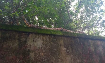 Cobra de 3 metros é resgatada por guardas ambientais no Engenho do Mato