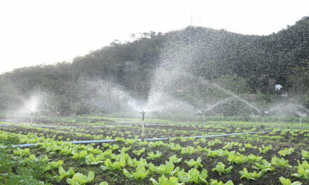 Secretaria de Meio Ambiente convoca produtores agroecológicos urbanos para cadastramento