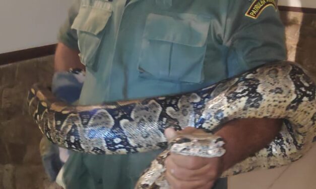 Cobra de 2,5 metros assusta moradores e é resgatada por guardas ambientais em Itacoatiara