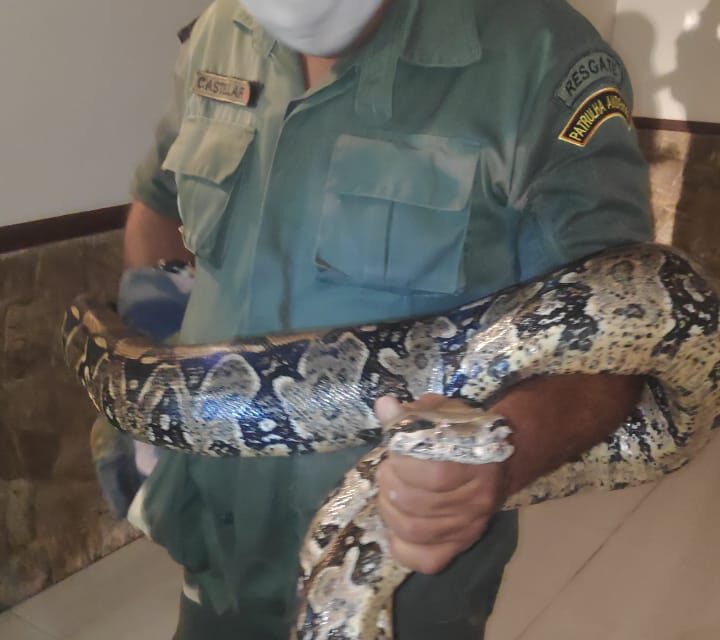 Cobra de 2,5 metros assusta moradores e é resgatada por guardas ambientais em Itacoatiara