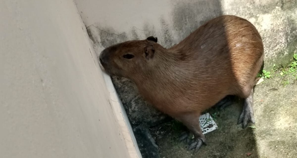 Guarda Ambiental resgata capivara na Região Oceânica