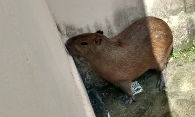 Guarda Ambiental resgata capivara na Região Oceânica