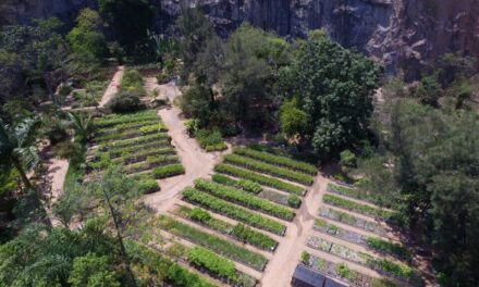 Mudança de estação aumenta o número de visitantes ao viveiro da Clin