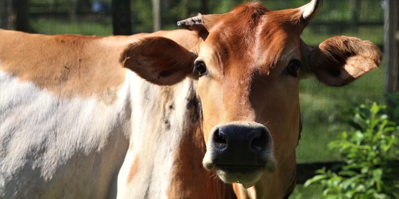 Secretaria de Meio Ambiente inaugura neste sábado a primeira feira do Circuito de Feiras Agroecológicas de Niterói