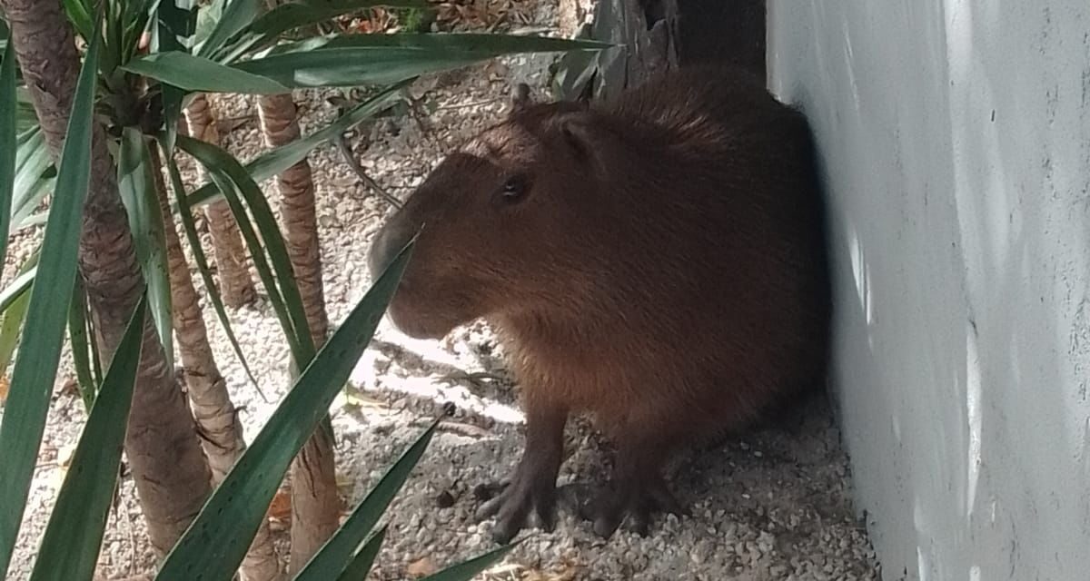 Guardas ambientais de Niterói reintegram ao meio ambiente capivara encontrada em DPO de Pendotiba