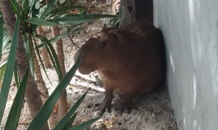 Guardas ambientais de Niterói reintegram ao meio ambiente capivara encontrada em DPO de Pendotiba