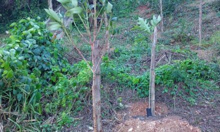 Niterói planta árvores em encostas no Ingá