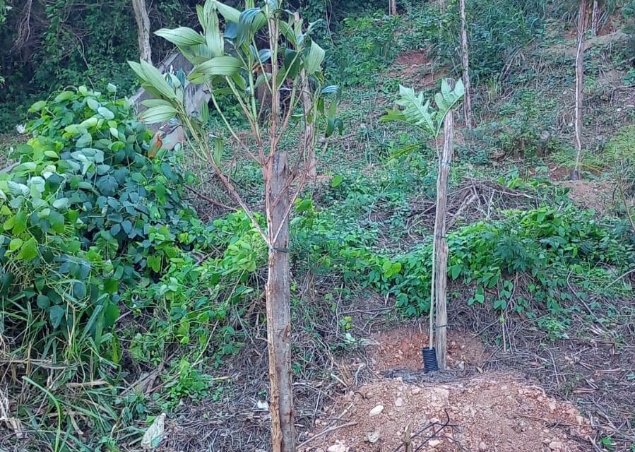 Niterói planta árvores em encostas no Ingá