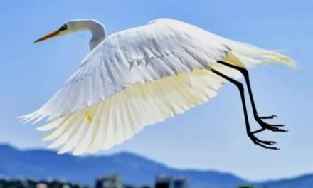 Barraca da Chiquita recebe exposição do fotógrafo Carlos Papacena