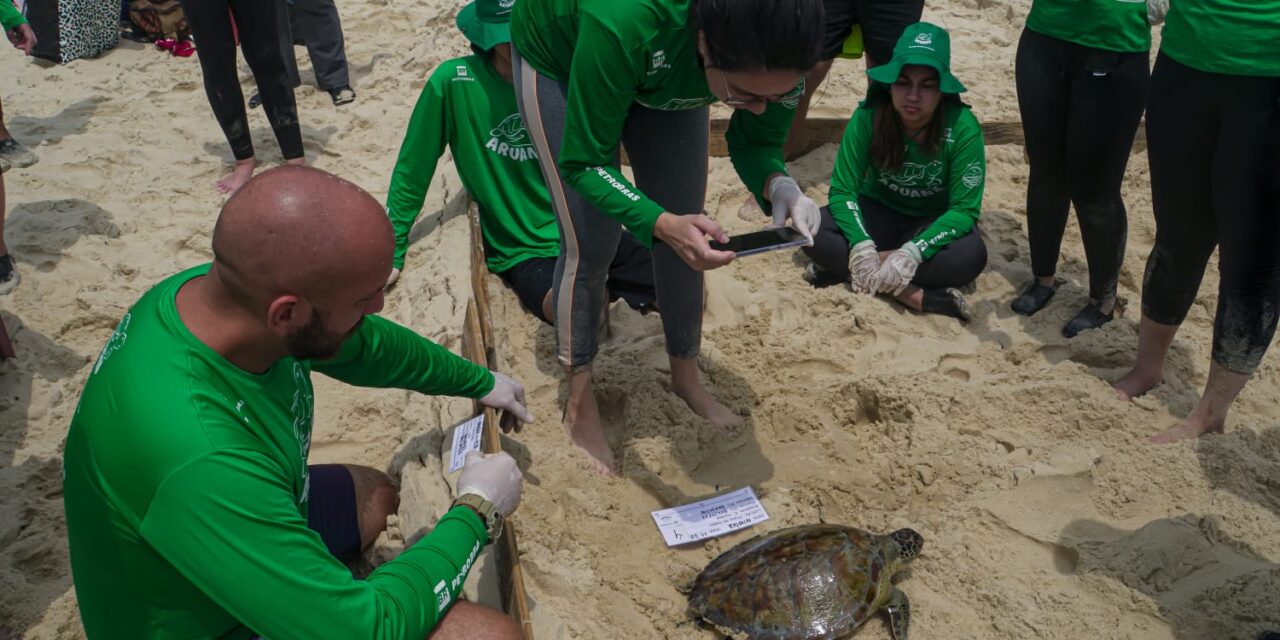 Projeto Aruanã promove nova temporada de capturas intencionais de tartarugas marinhas na Praia de Itaipu