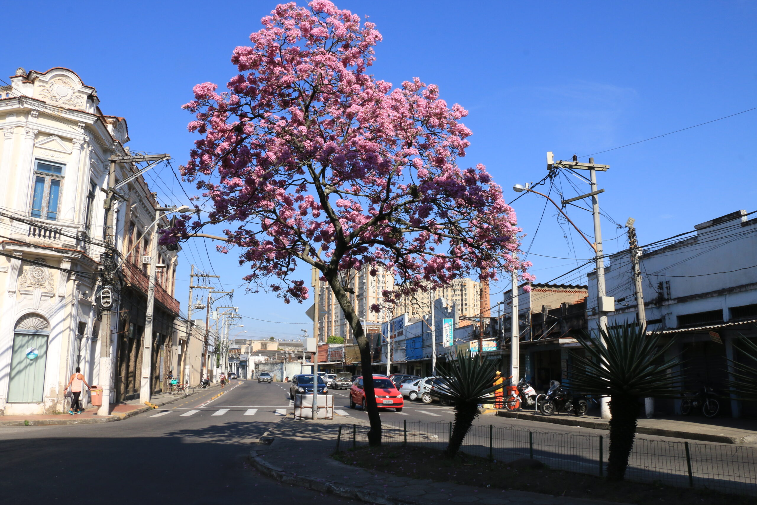 Niterói ganha selo internacional de “Cidade Árvore do Mundo”