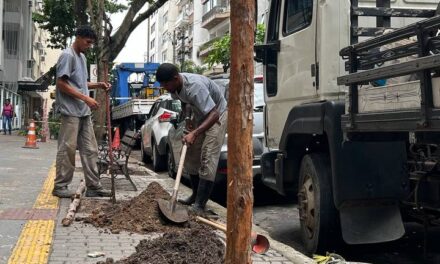 Icaraí recebe corredor de árvores de pau brasil