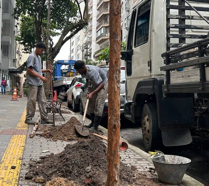 Icaraí recebe corredor de árvores de pau brasil