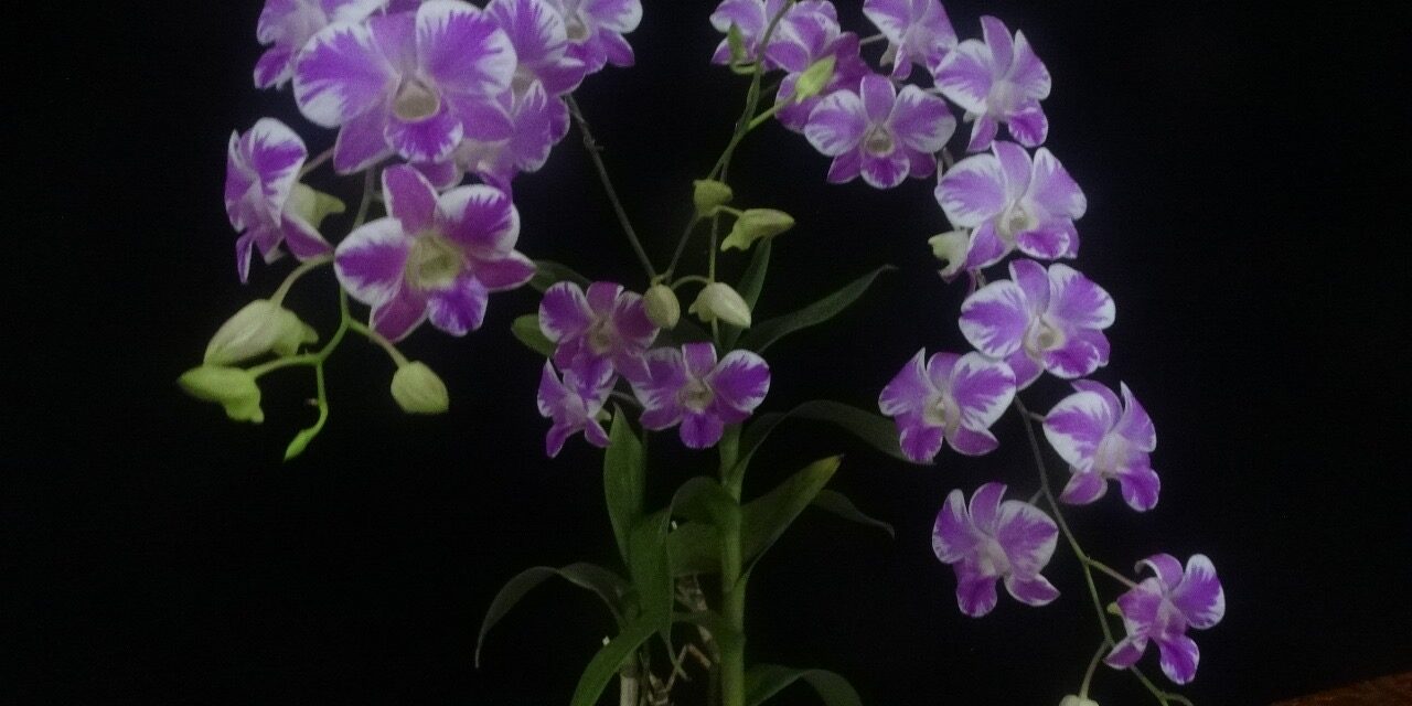 39ª Exposição de Orquídeas de Niterói reúne apaixonados pela natureza em Charitas