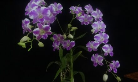39ª Exposição de Orquídeas de Niterói reúne apaixonados pela natureza em Charitas