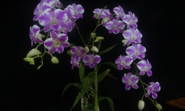 39ª Exposição de Orquídeas de Niterói reúne apaixonados pela natureza em Charitas