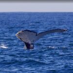Niterói e Rio parceiras no Turismo de Observação da Vida Marinha na Baía da Guanabara